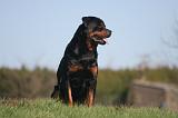 ROTTWEILER 583